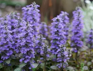 SG-Ajuga SG-Ajuga
