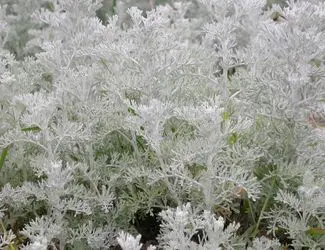 SG-Artemisia SG-Artemisia