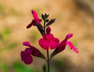 SG-Autumn Sage SG-Autumn Sage