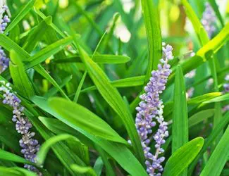 SG-Big Blue Liriope SG-Big Blue Liriope