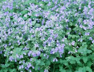SG-Catmint SG-Catmint