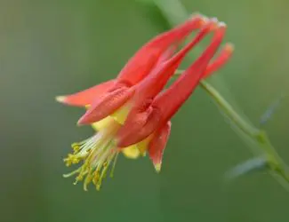 SG-Columbine SG-Columbine