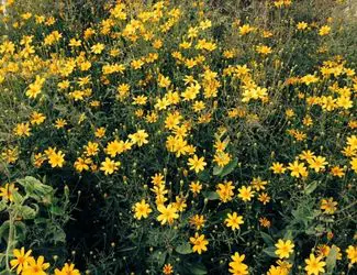 SG-Copper Canyon Daisy SG-Copper Canyon Daisy