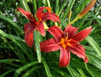 SG-Daylilies SG-Daylilies