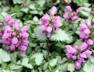 SG-Dead Nettle - Lamium SG-Dead Nettle - Lamium