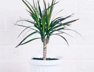 SG-Dracaena SG-Dracaena
