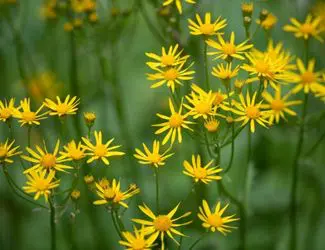 SG-Golden Groundsel SG-Golden Groundsel