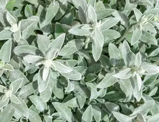 SG-Lambs Ear SG-Lambs Ear