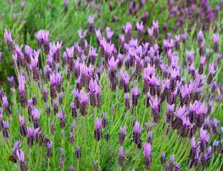 SG-Lavender SG-Lavender