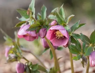 SG-Lenten Rose SG-Lenten Rose