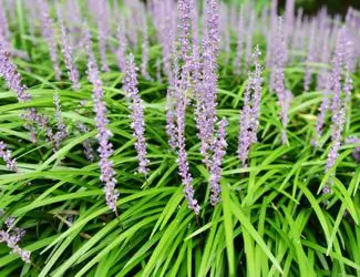 SG-Liriope SG-Liriope