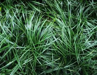SG-Mondo Grass SG-Mondo Grass