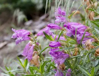 SG-Penstemon SG-Penstemon