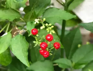 SG-Pigeonberry SG-Pigeonberry