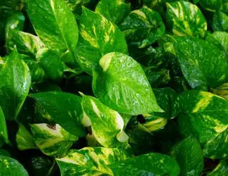 SG-Pothos Ivy SG-Pothos Ivy