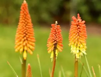 SG-Red Hot Poker SG-Red Hot Poker