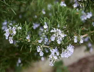 SG-Rosemary SG-Rosemary