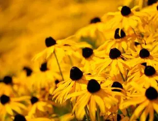 SG-Rudbeckia hirta SG-Rudbeckia hirta