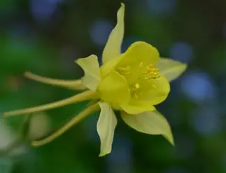 SG-TX Gold Columbine SG-TX Gold Columbine