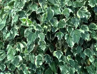 SG-Variegated English Ivy SG-Variegated English Ivy