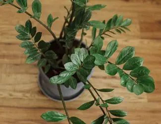 SG-ZZ plant SG-ZZ plant