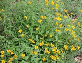SG-Zexmenia SG-Zexmenia