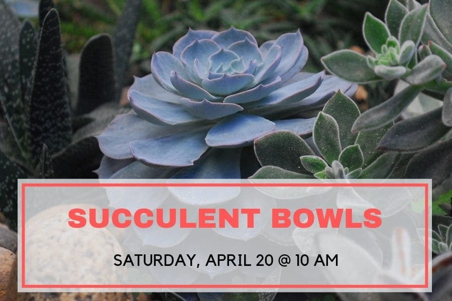 Garden Center In Frisco Call Shades of Green Today