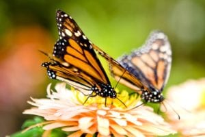 How to attract monarch butterflies to your garden