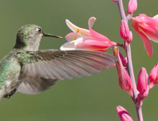 resized hummingbird