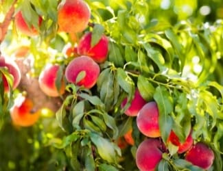 FRUIT-TREE-21 FRUIT-TREE-21