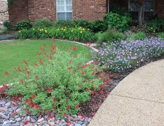 Perennials Perennials