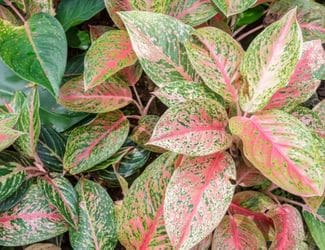 SG-Aglaonema