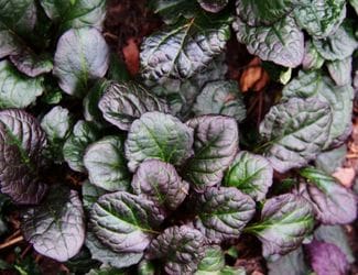 SG-Ajuga