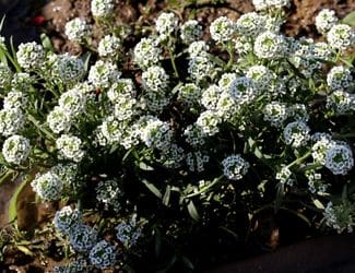 SG-Alyssum