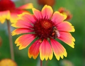 Is Blanket Flower Rabbit Resistant