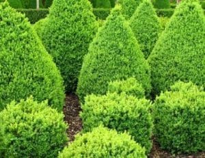 Best Plants for Privacy Screens in North Texas