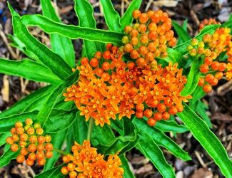 SG-Butterfly Weed