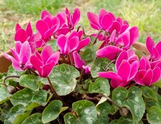 SG-Cyclamen