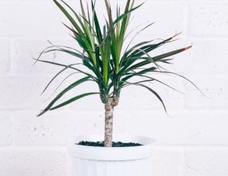 SG-Dracaena