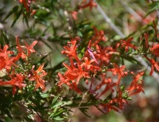 SG-Flame Acanthus