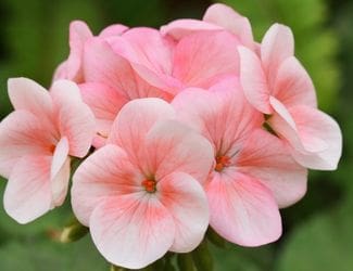 SG-Geranium