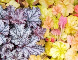 SG-Heuchera