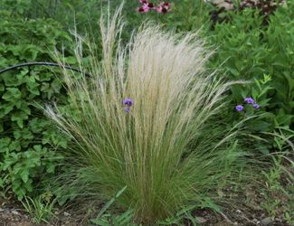 SG-Mexican Feather Grass
