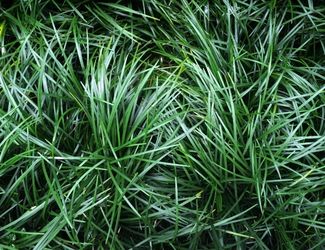 SG-Mondo Grass