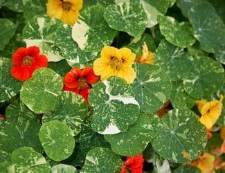 SG-Nasturtium