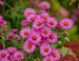 SG-NewEngland Aster
