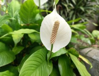 SG-Peace Lily