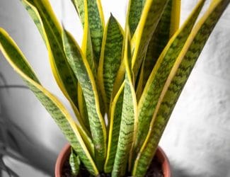 SG-Sansevieria