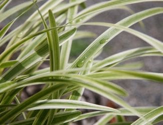 SG-Variegated Liriope