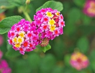 SG-West Indian Lantana